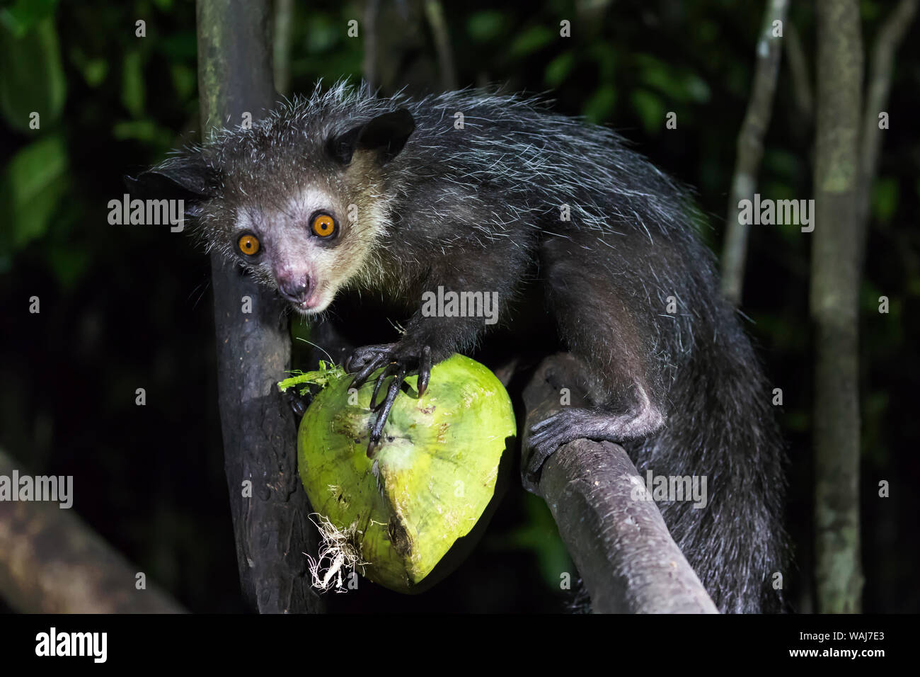 L'Afrique, Madagascar, Ile Roger, "Aye-aye Island'. Aye-aye (Daubentonia madagascariensis) commence à se nourrir d'une noix de coco. Banque D'Images
