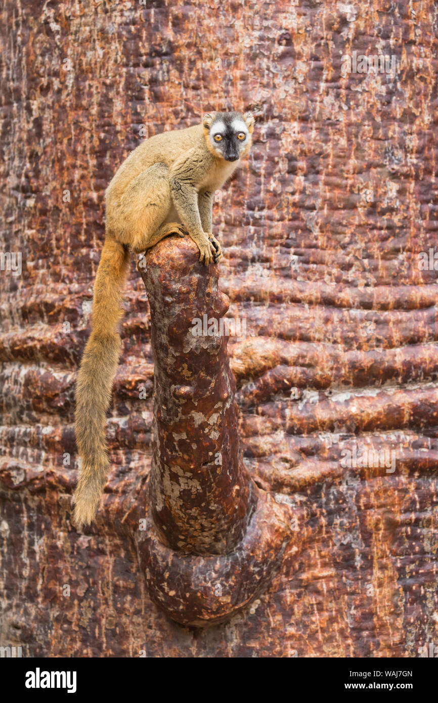 L'Afrique, Madagascar, forêt de Kirindy. Portrait d'une femelle lémurien brun à la façade rouge sur une branche d'un baobab. Banque D'Images