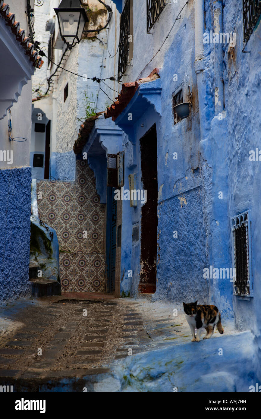 Chefchaouen, Maroc. Chat, ville bleue Banque D'Images