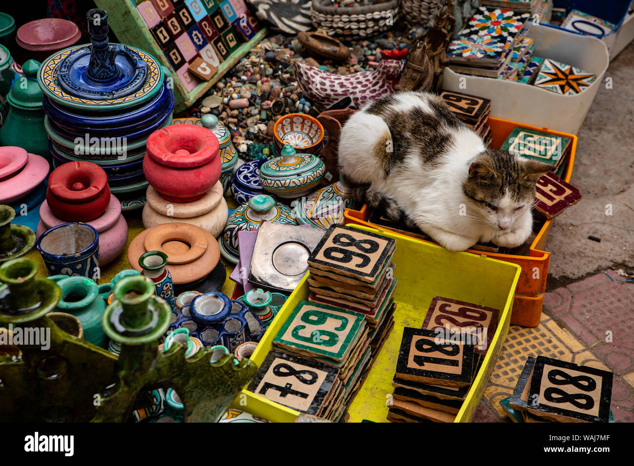 Marrakech, Maroc. Chat Calico assis sur des carreaux de céramique et poterie Banque D'Images