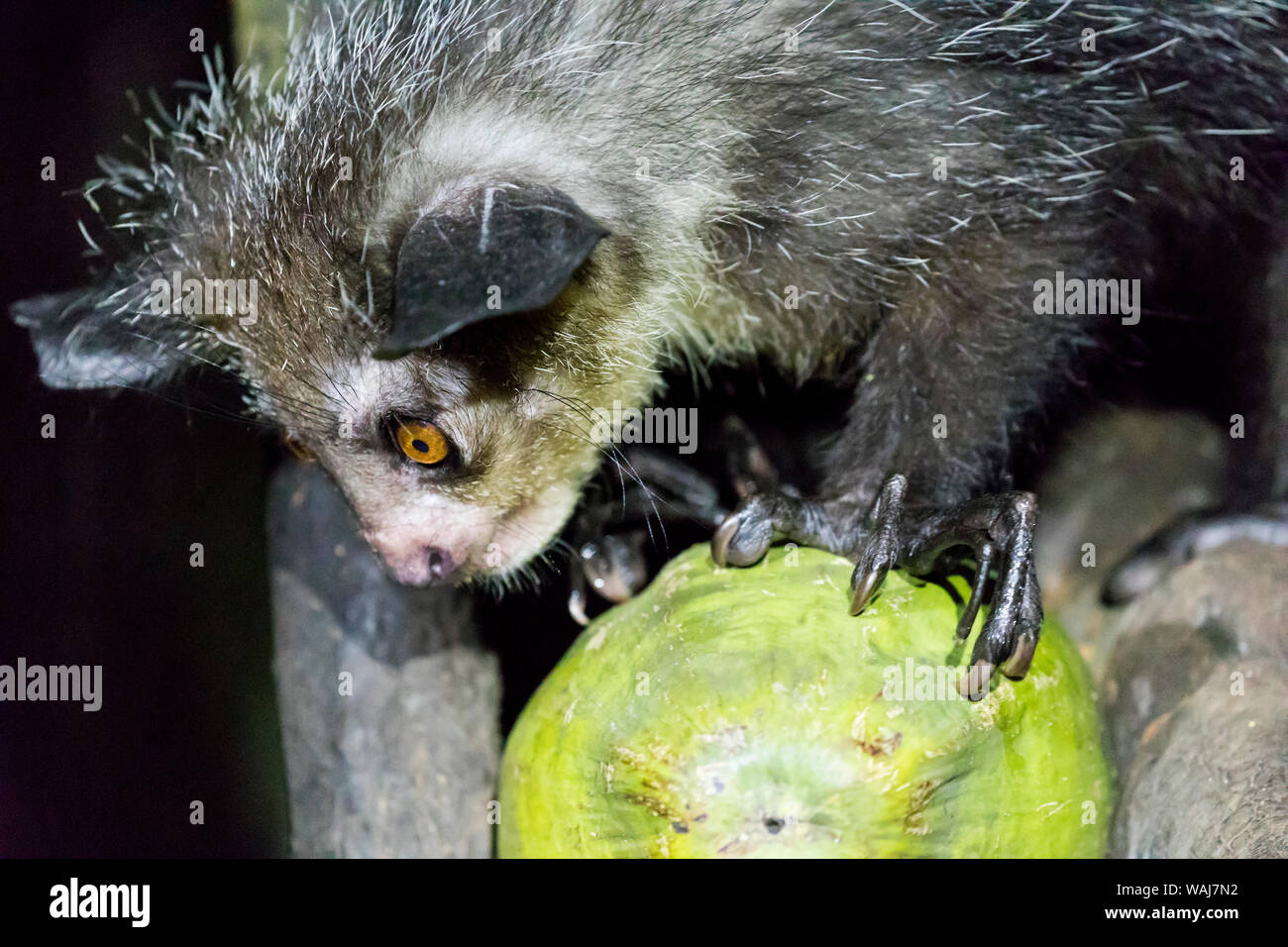 L'Afrique, Madagascar, Ile Roger. Aye-aye commence à se nourrir d'une noix de coco. Banque D'Images