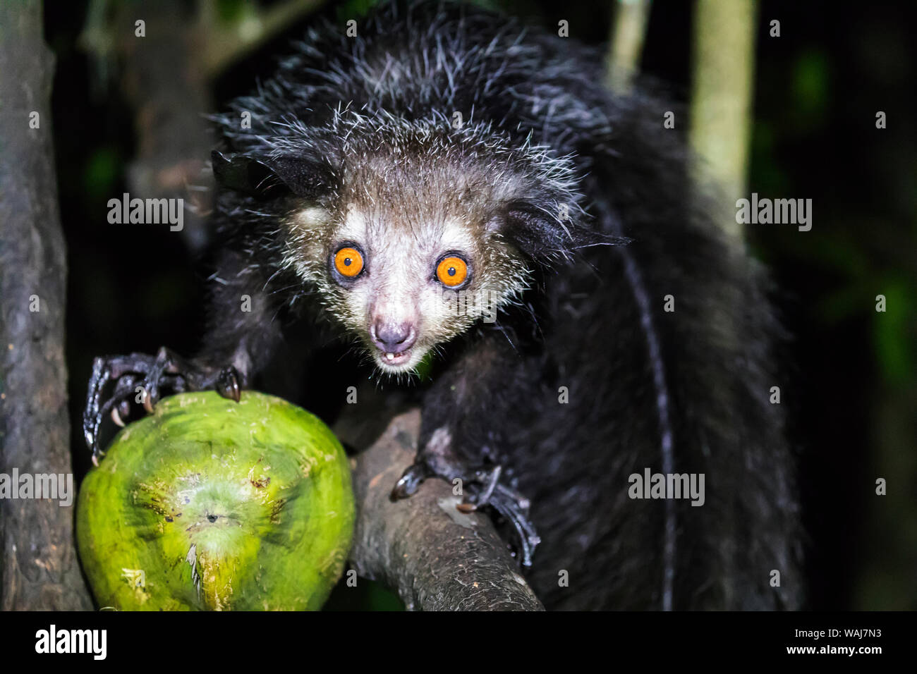 L'Afrique, Madagascar, Ile Roger. Aye-aye commence à se nourrir d'une noix de coco. Banque D'Images
