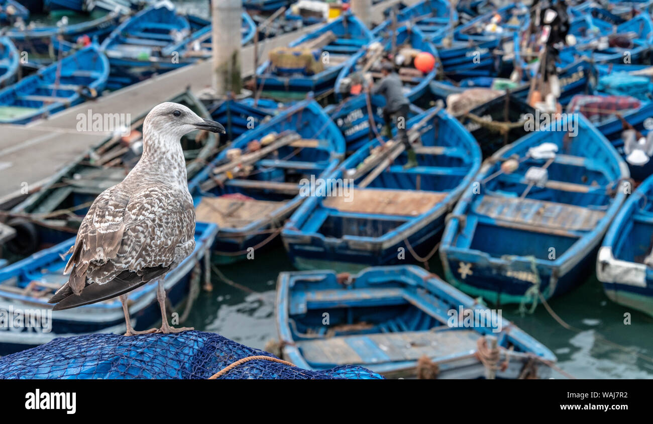 L'Afrique, Maroc, Essaouira. Close-up of seagull et bateaux amarrés. En tant que crédit : Bill Young / Jaynes Gallery / DanitaDelimont.com Banque D'Images