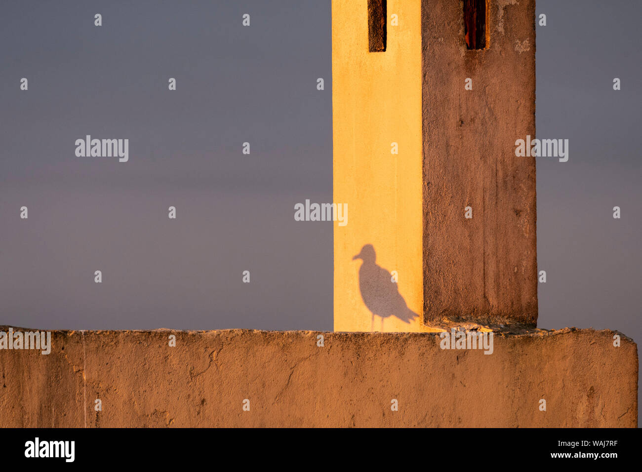 L'Afrique, Maroc, Essaouira. Ombre de mouette au lever du soleil. En tant que crédit : Bill Young / Jaynes Gallery / DanitaDelimont.com Banque D'Images