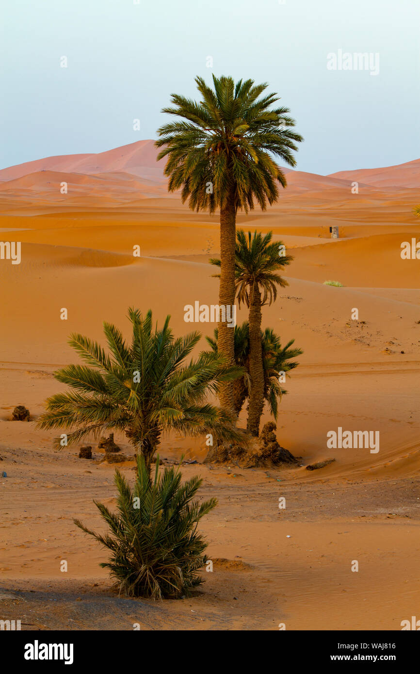 Merzouga, Erg Chebbi, désert du Sahara. Palmiers et dunes de sable Banque D'Images