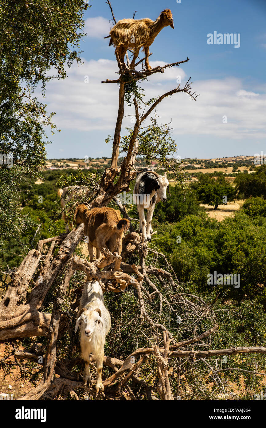 Tamri, le Maroc. Animaux à onglons chèvres, arbre de l'Argon Banque D'Images