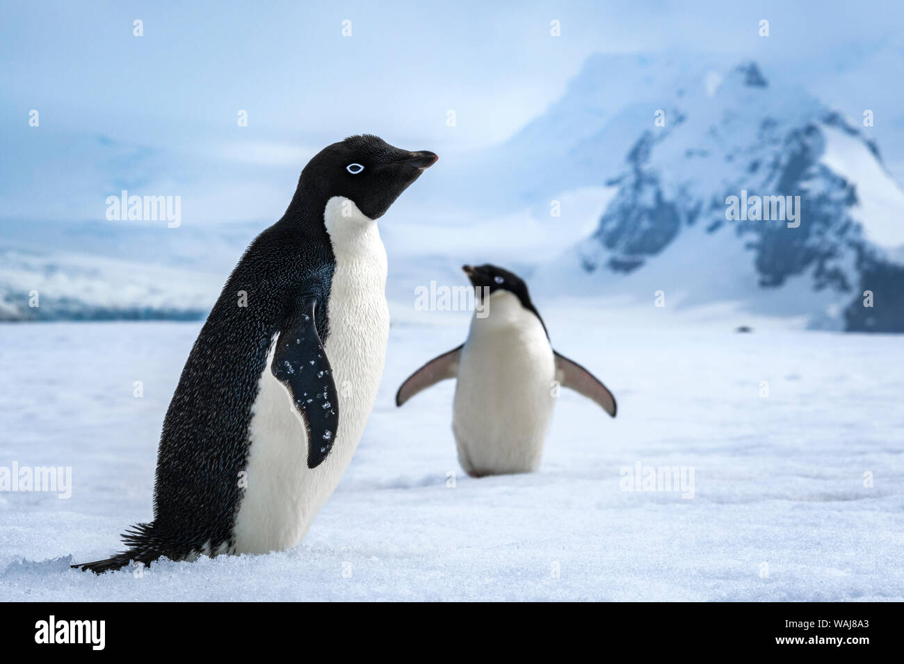 La péninsule antarctique, l'île de la demi-lune. Les manchots Adélie. Banque D'Images