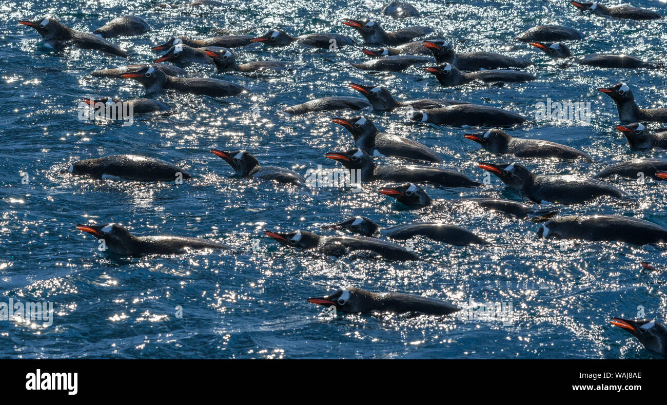 La péninsule antarctique, l'Antarctique, Errera Channel. Gentoo pingouin série natation. Banque D'Images