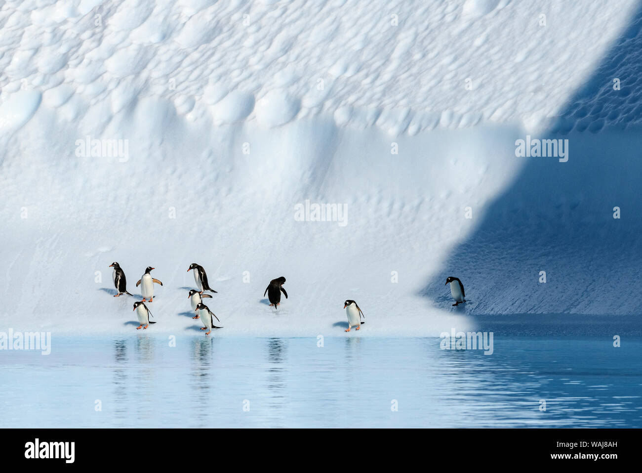 L'antarctique, Péninsule Antarctique, l'Île Danco. Manchots sur l'iceberg. Banque D'Images