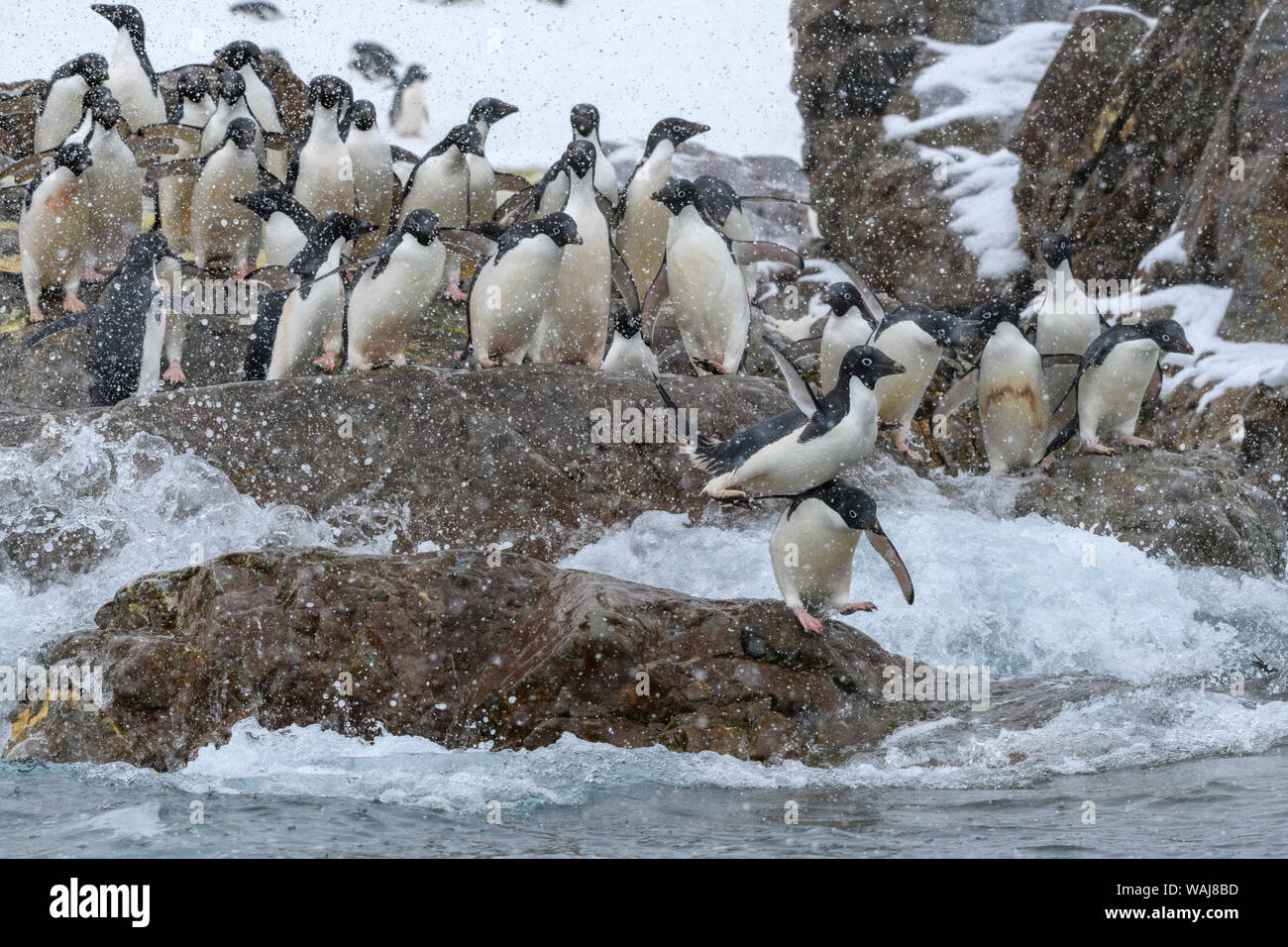 L'antarctique, péninsule antarctique, Kinnes Cove. Manchots adélies se dirigeant vers la mer. Banque D'Images