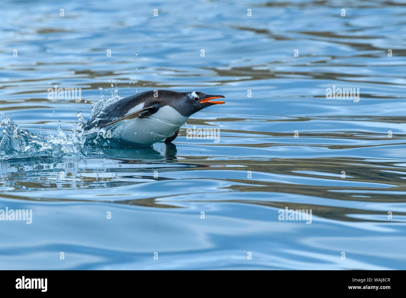 L'île de Géorgie du Sud, Cooper Bay. Gentoo pingouin marsouinage. Banque D'Images