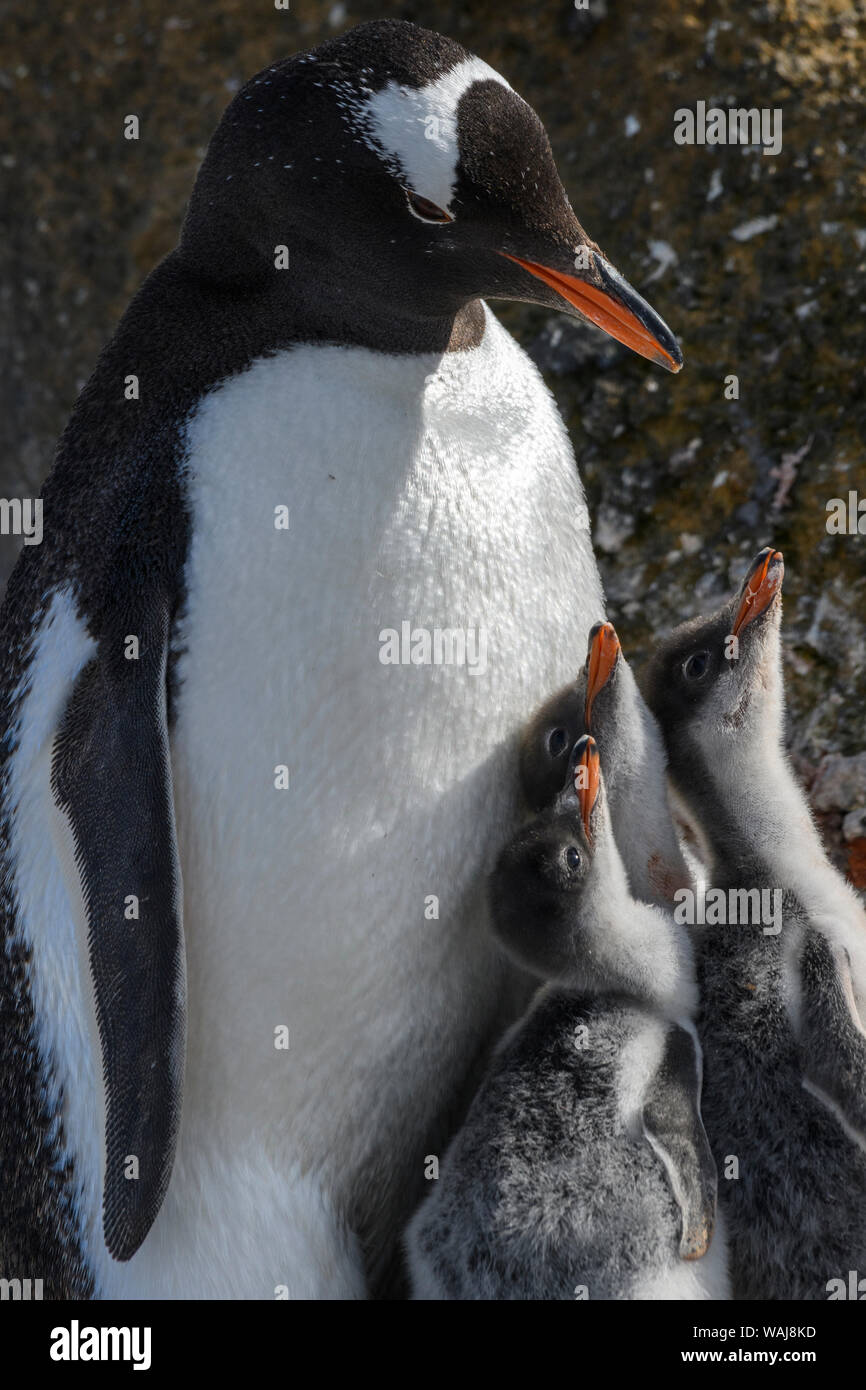 L'antarctique, péninsule antarctique, Brown Bluff. Gentoo pingouin avec trois poussins. Banque D'Images