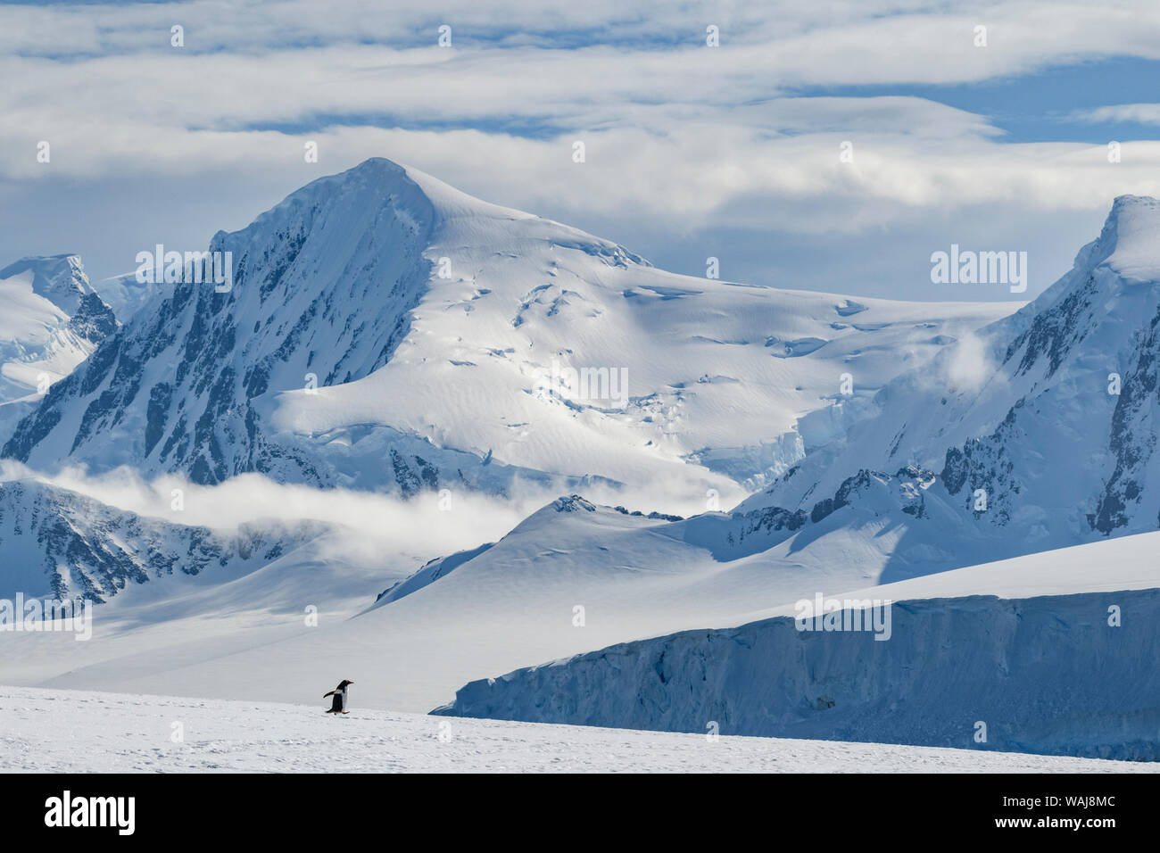 La péninsule antarctique, l'Antarctique, la pointe Damoy. Gentoo pingouin, paysage de montagne. Banque D'Images