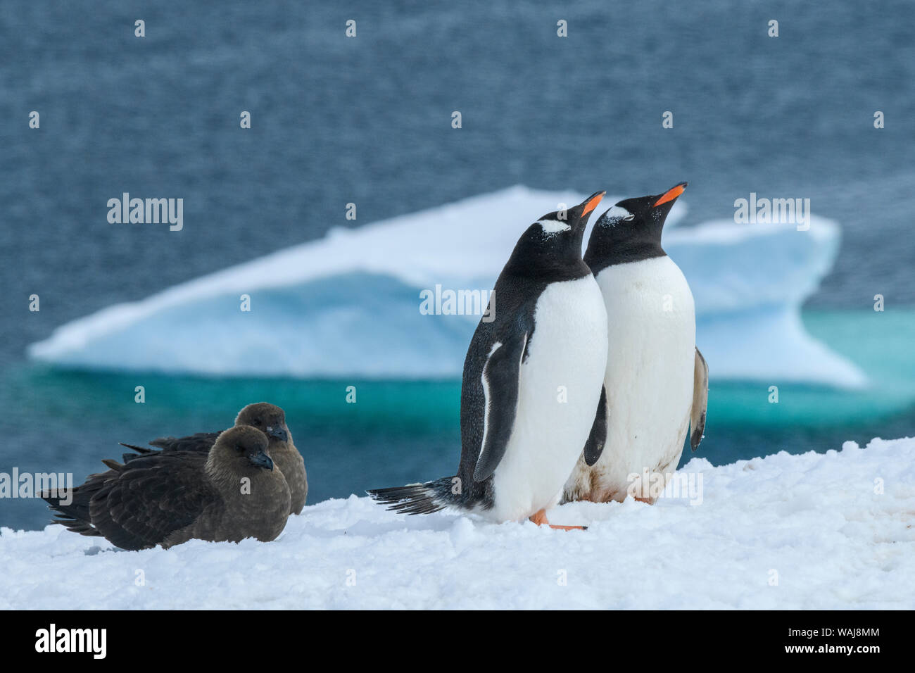 L'antarctique, Péninsule Antarctique, l'Île Danco. Manchots, skua marron. Banque D'Images