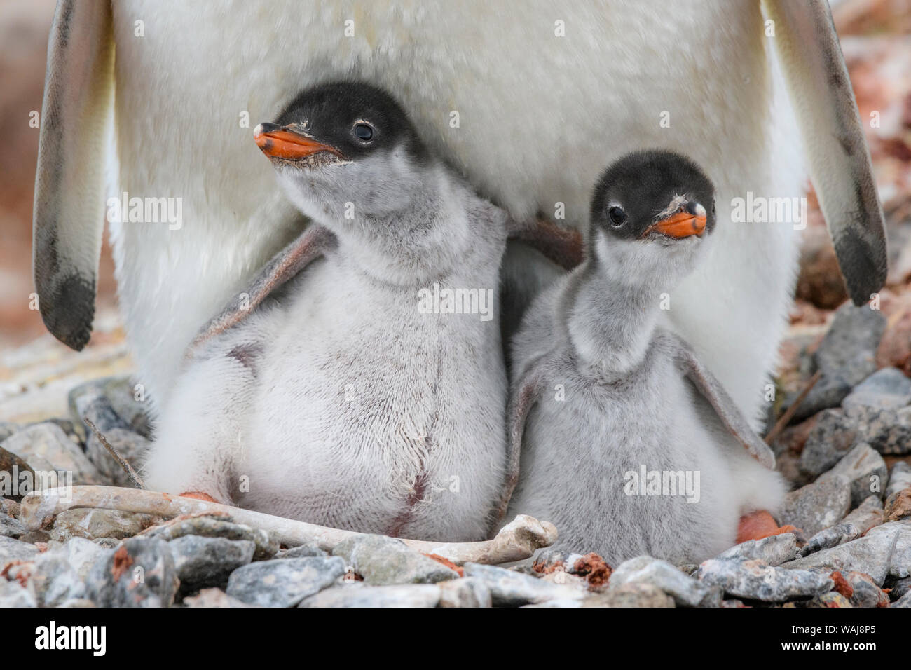 La péninsule antarctique, l'Antarctique, Jougla Point. Gentoo pingouin poussins, sœur de l'amour. Banque D'Images