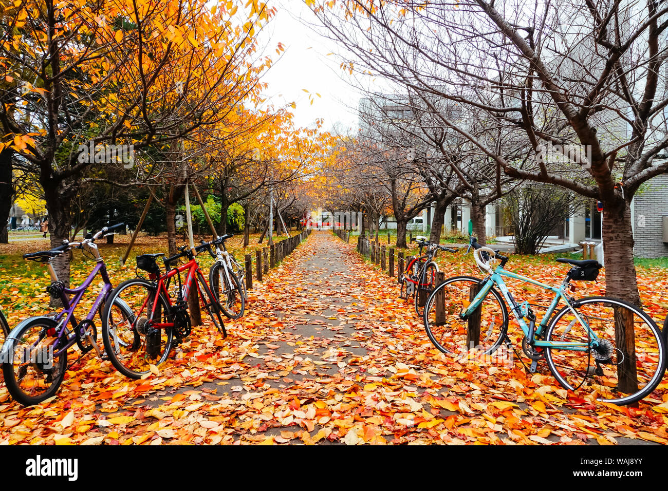 Location en saison d'automne avec les feuilles d'arbres et au Japon Banque D'Images