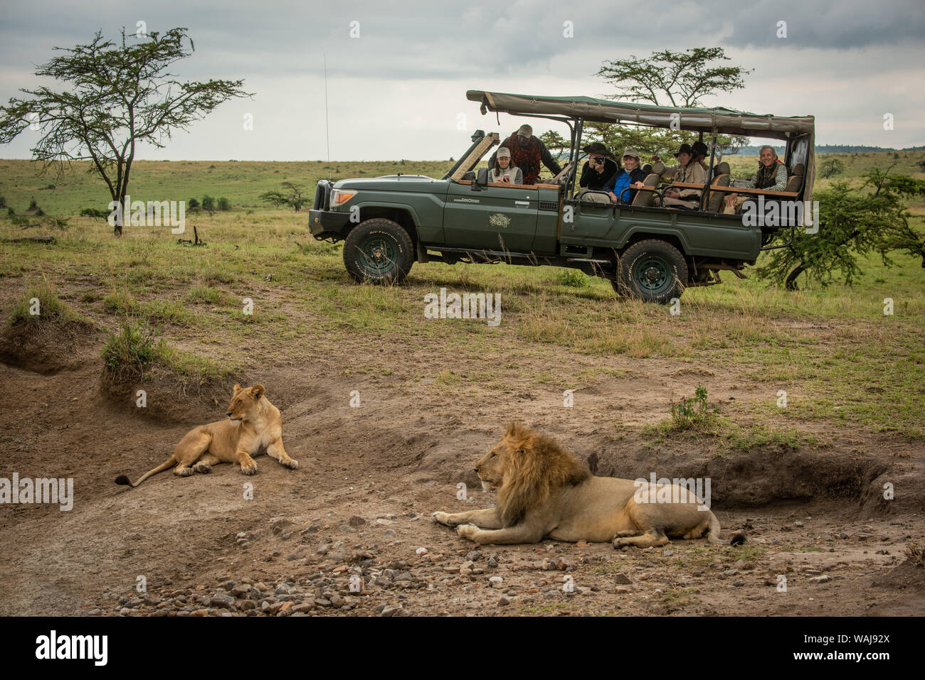 Lion mâle et femelle situées près de chariot Banque D'Images