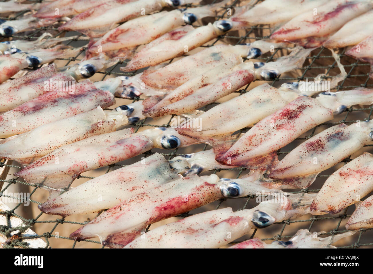 La Thaïlande, Prachuap Khiri Khan. Squid sur des séchoirs. Banque D'Images