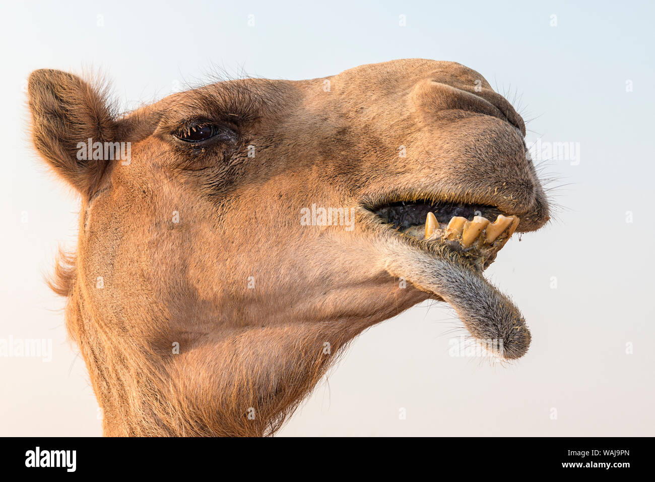 Dubaï, Émirats arabes unis. Close-up d'un chameau. Banque D'Images