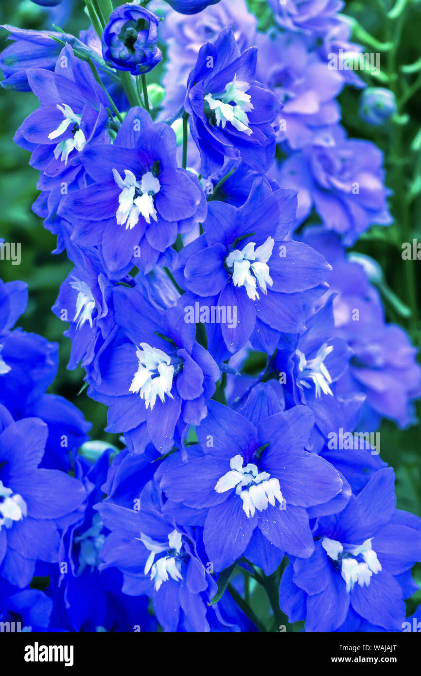 Larkspur delphinium bleu et blanc.Le Jardin botanique VanDusen, Vancouver, Colombie-Britannique, Canada. Banque D'Images