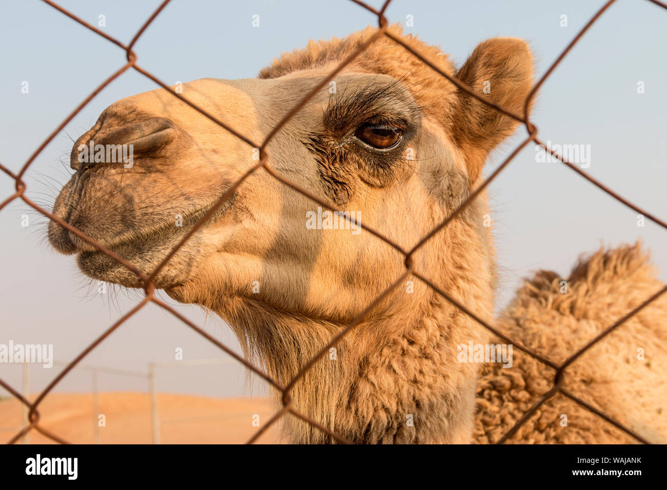Dubaï, Émirats arabes unis. Close-up d'un jeune chameau chameau à une ferme. (Usage éditorial uniquement) Banque D'Images