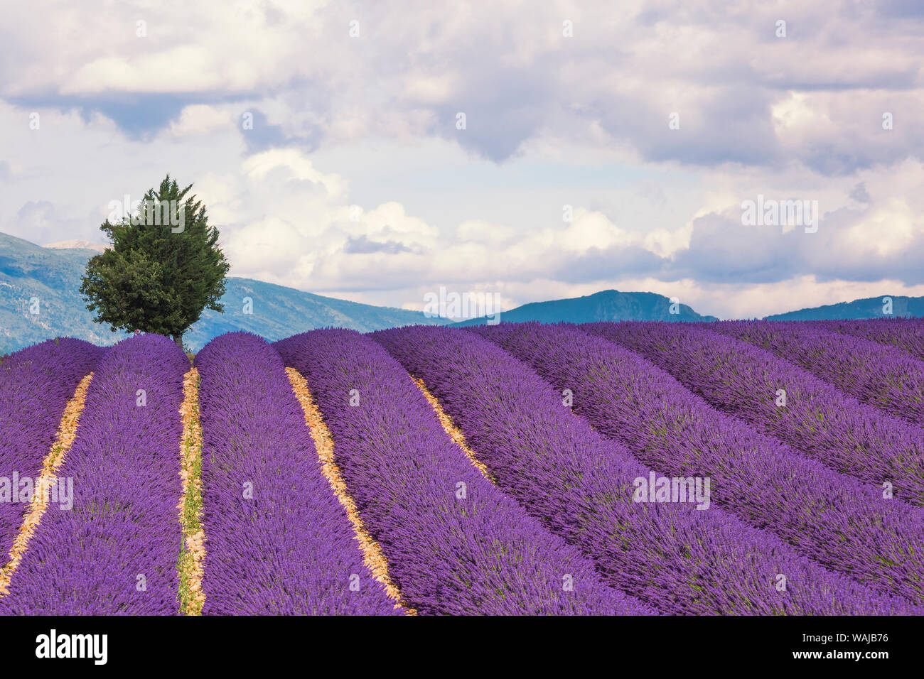 Europe, France, Provence. Champ de lavande dans le Plateau de Valensole. En tant que crédit : Jim Nilsen / Jaynes Gallery / DanitaDelimont.com Banque D'Images