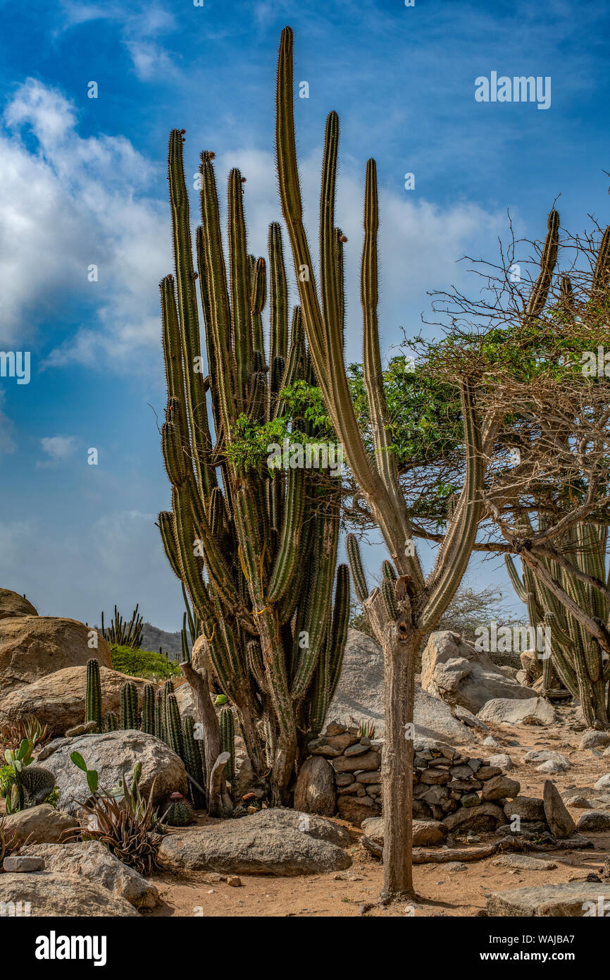 Cactus, Noord, Aruba. Banque D'Images