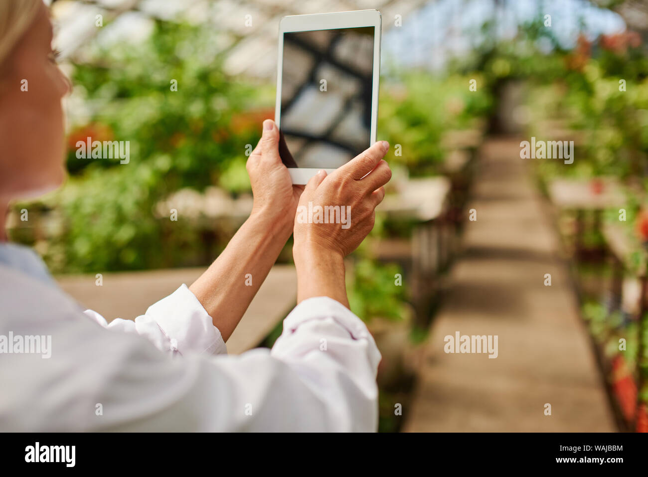 Agriculteur à prendre des photos de ce qui est en croissance dans la serre en utilisant sa tablette. Banque D'Images