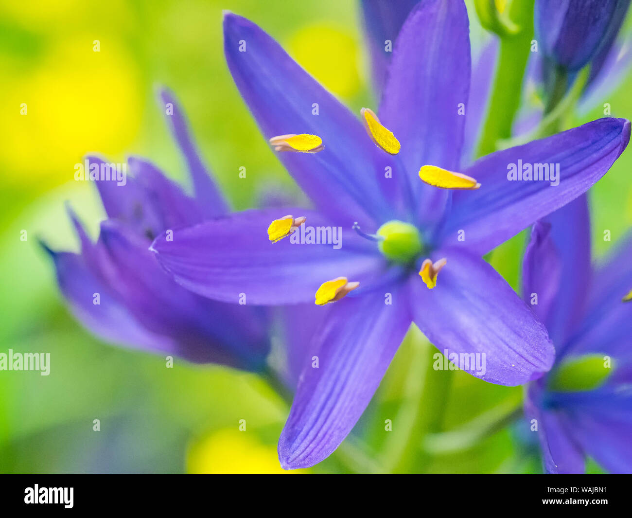 Camas close-up Banque D'Images