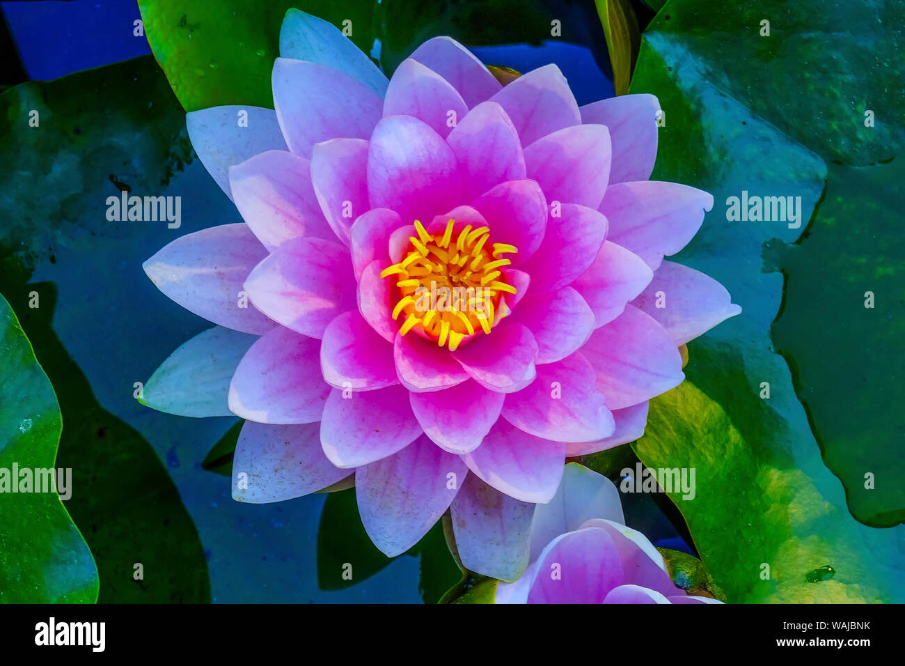 Nénuphar rose, vert de nénuphars. Jardin botanique VanDusen, Vancouver, Colombie-Britannique, Canada. Banque D'Images