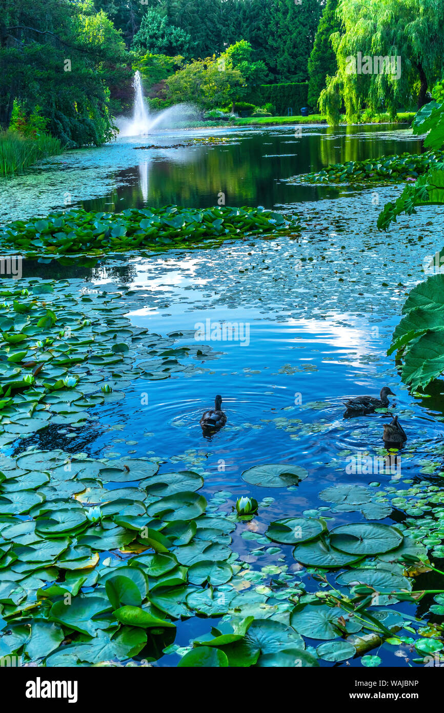 Canards et lily Green de nénuphar, VanDusen Botanical Garden, Vancouver, Colombie-Britannique, Canada. Banque D'Images