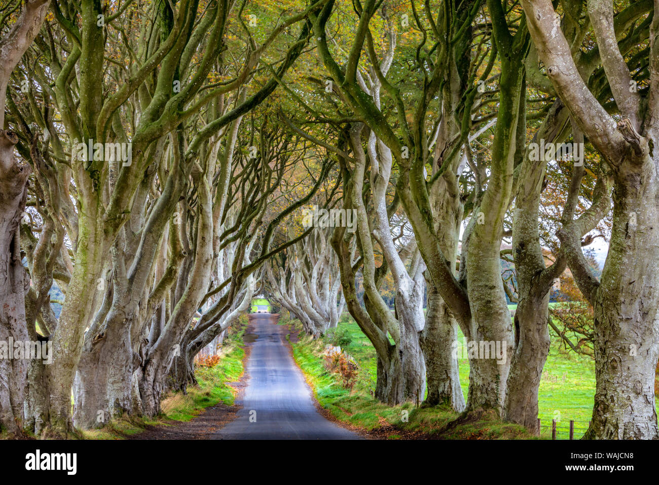 La couverture sombre dans le comté d'Antrim, en Irlande du Nord Banque D'Images La couverture sombre dans le comté d'Antrim, en Irlande du Nord Banque D'Images