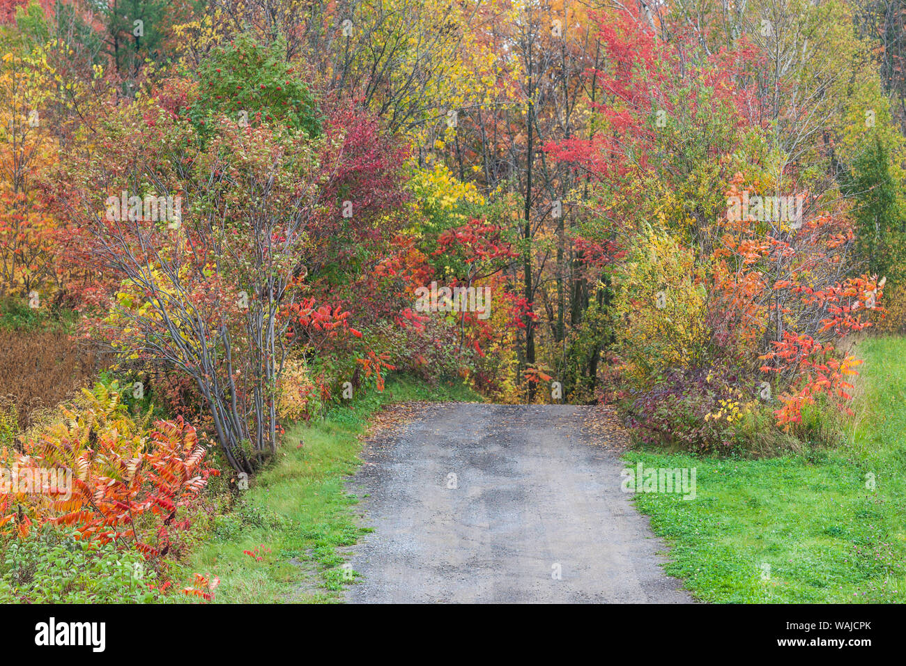 Canada, Québec, Neuville. Country Road Banque D'Images