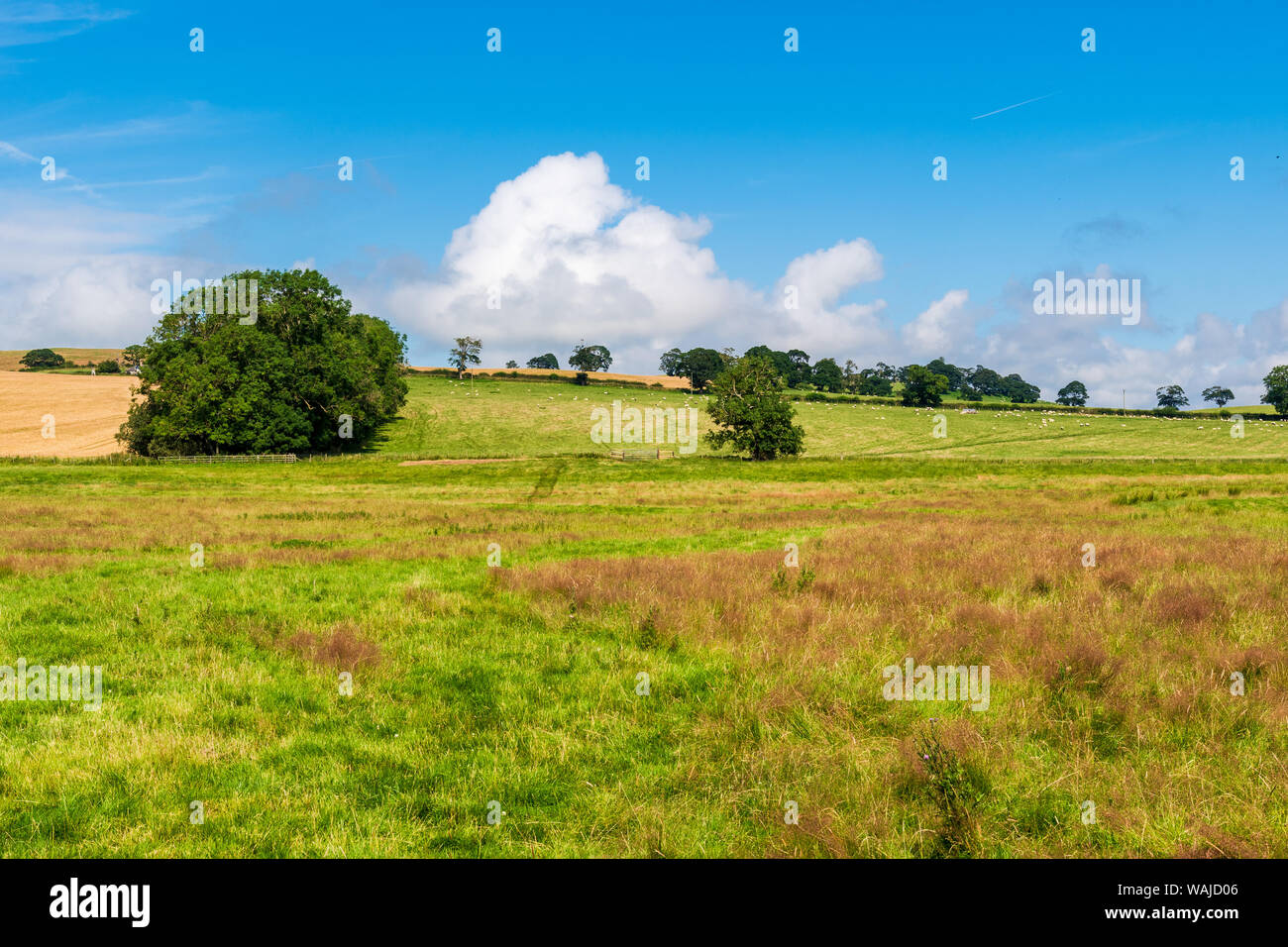 Paysage rural de l'agriculture d'été de Northumberland. Vallée d'Ingram et zone de Powburn Banque D'Images