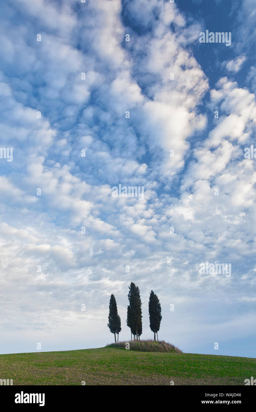 L'Europe, Italie, San Quirico d'Orcia. Cyprès sur la colline parlementaire. En tant que crédit : Jim Nilsen / Jaynes Gallery / DanitaDelimont.com Banque D'Images