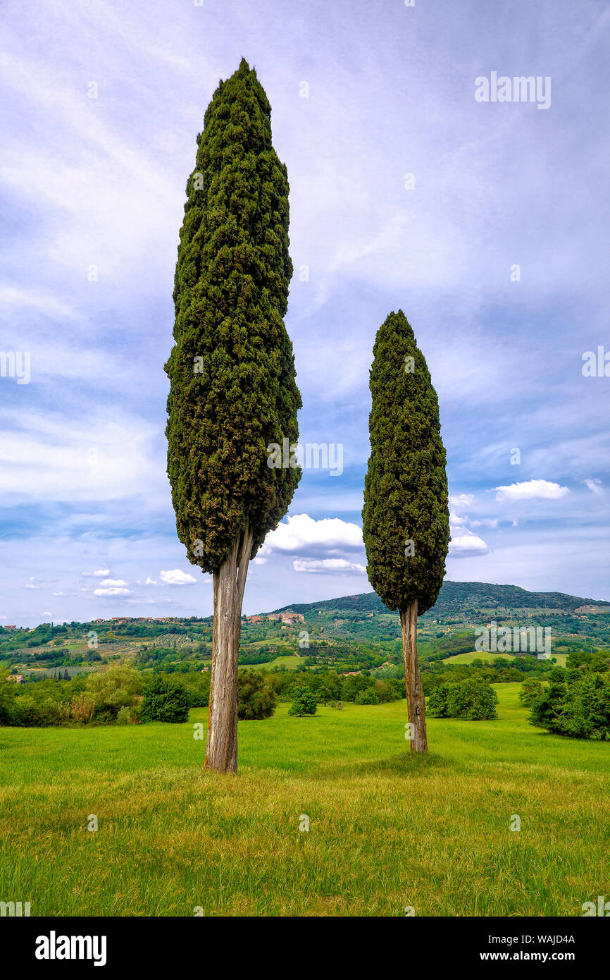 L'Europe, Italie, San Quirico d'Orcia. Cyprès et de paysage. En tant que crédit : Jim Nilsen / Jaynes Gallery / DanitaDelimont.com Banque D'Images