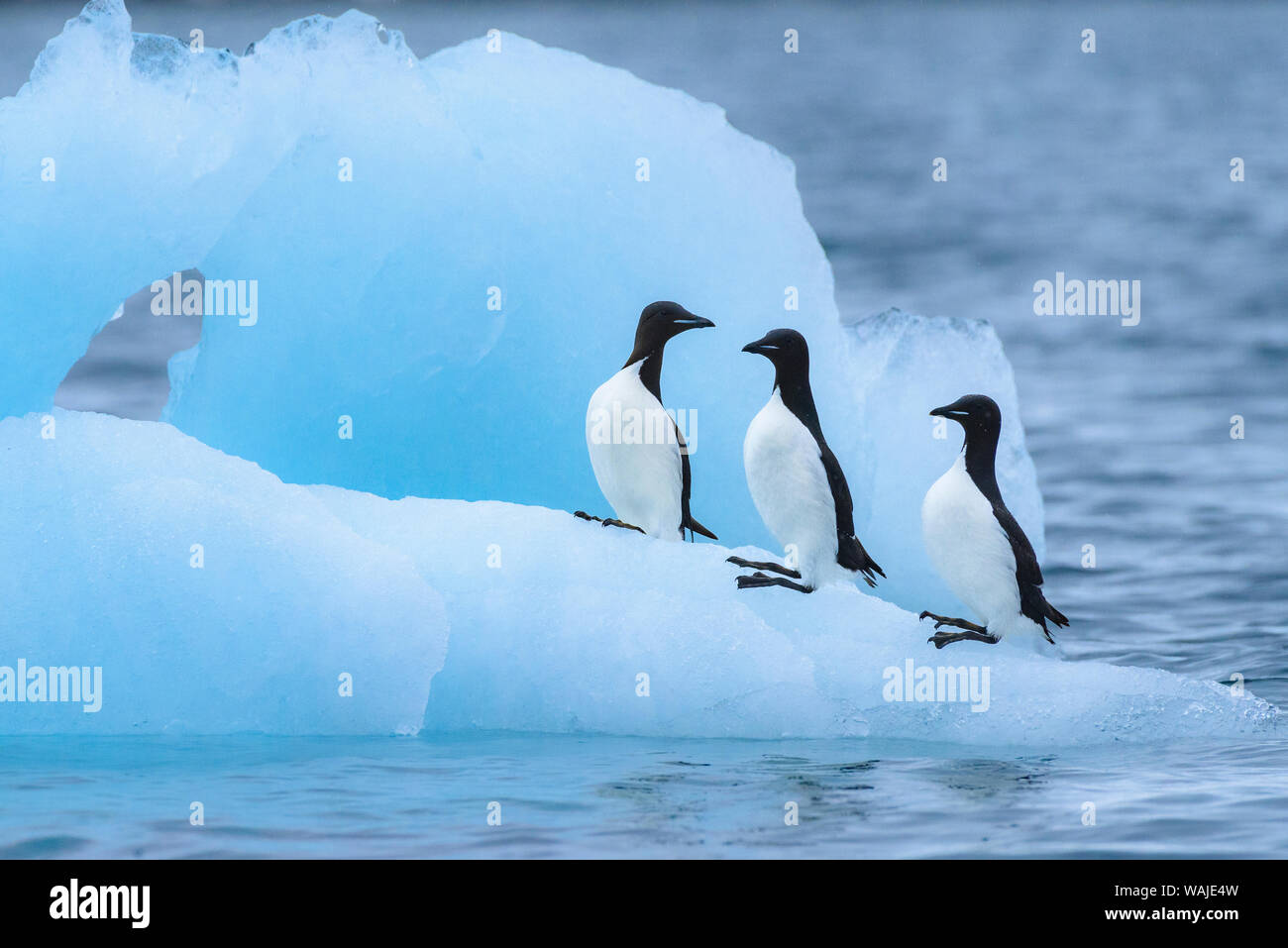 La Norvège, Svalbard, Spitzberg, Alkefjellet. La marmette de Brünnich perché sur la glace des glaciers. Banque D'Images