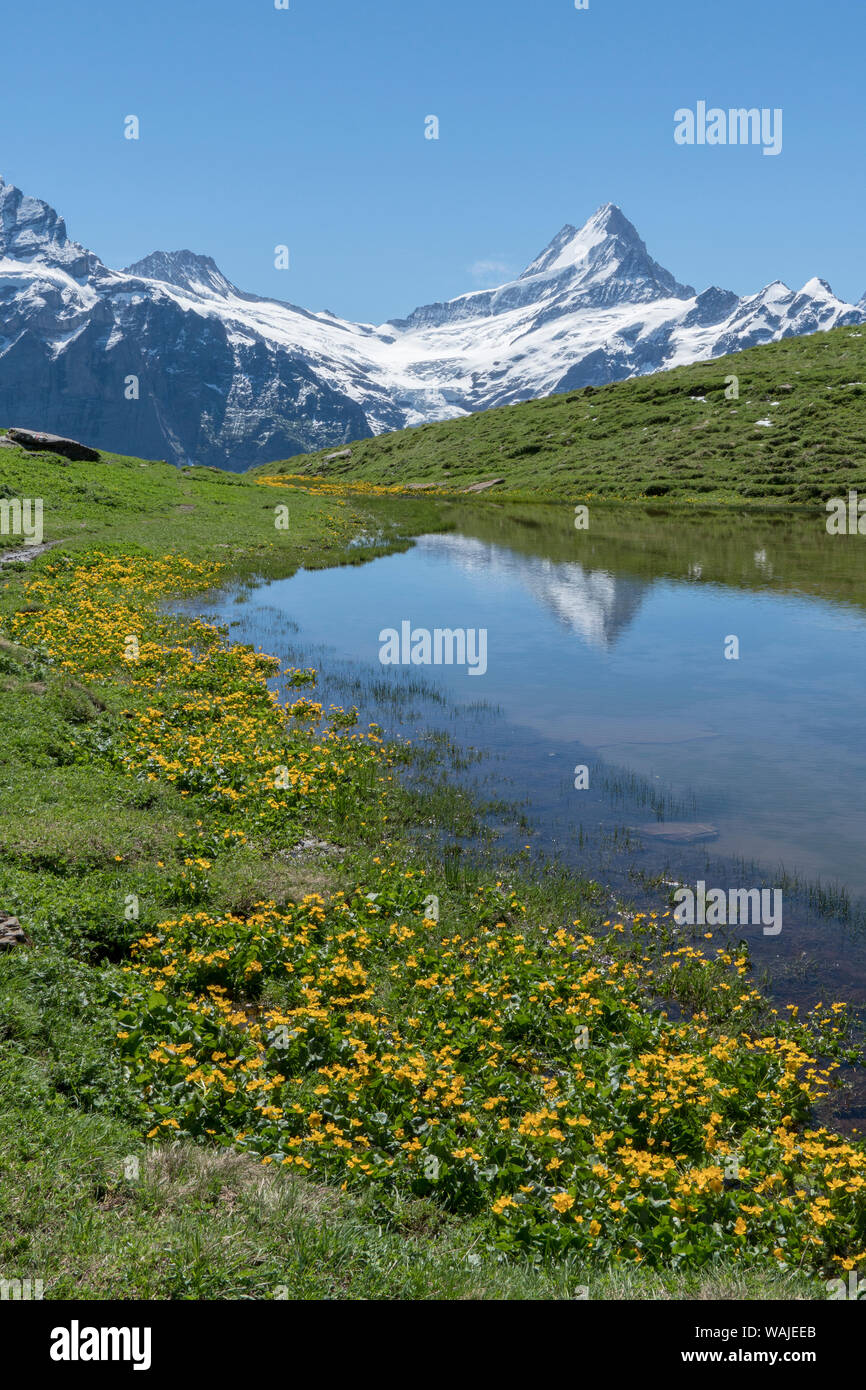 La Suisse, l'Oberland bernois. Schreckhorn couverte de neige en raison de pointe dans un petit étang près de Bachalp. Banque D'Images