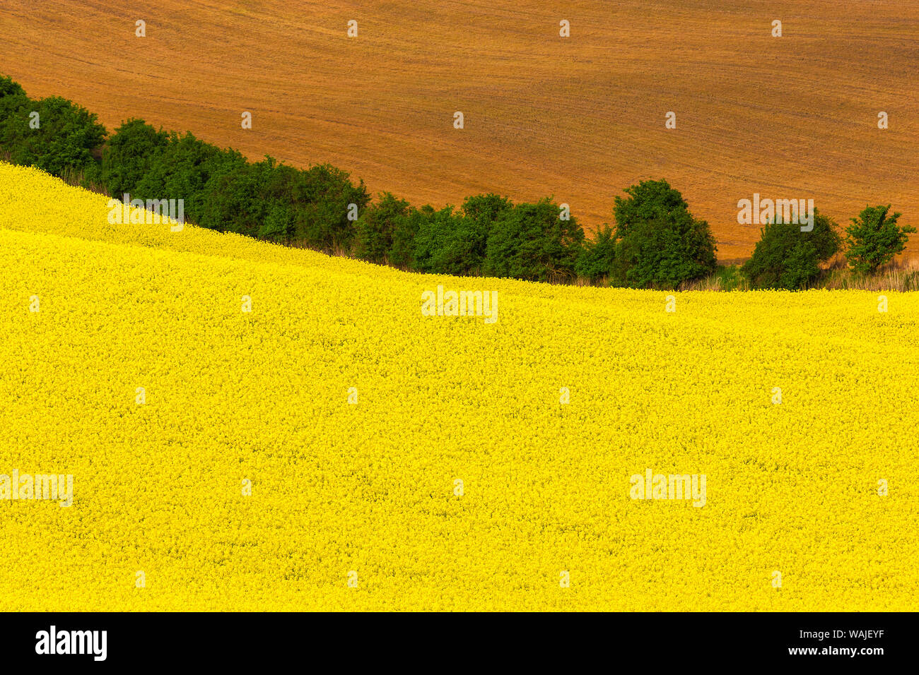L'Europe, République tchèque, en Moravie. Domaine de la ferme de canola jaune et d'arbres. En tant que crédit : Jim Nilsen / Jaynes Gallery / DanitaDelimont.com Banque D'Images
