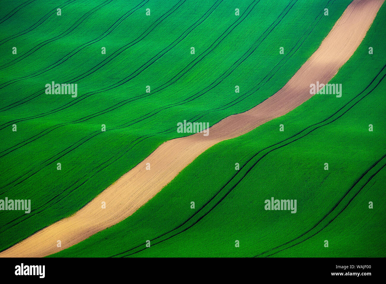 L'Europe, la République tchèque, le sud de la Moravie. Domaine de la ferme de blé vert. En tant que crédit : Jim Nilsen / Jaynes Gallery / DanitaDelimont.com Banque D'Images