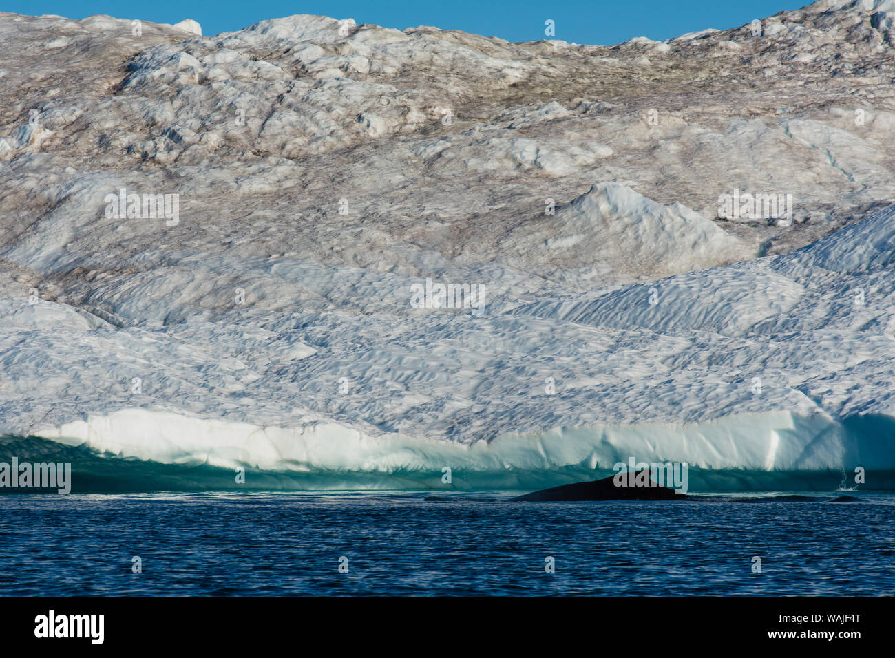 Le Groenland. Ilulissat. Baleine à bosse dans le fjord glacé. Banque D'Images