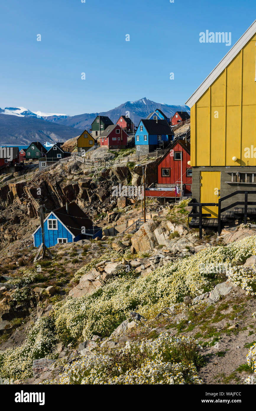 Le Groenland. Uummannaq. Chambre coloré le long de la route principale entourée de fleurs. Banque D'Images