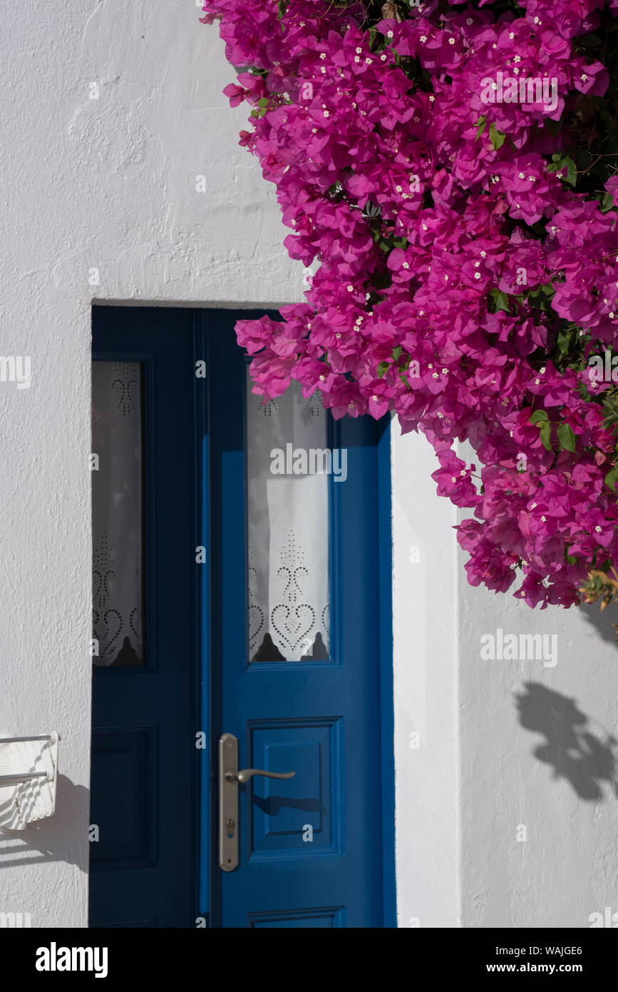 Grèce, Santorin. Fleurs de bougainvillées rose brillant un châssis porte bleue à Firostefani. (Usage éditorial uniquement) Banque D'Images