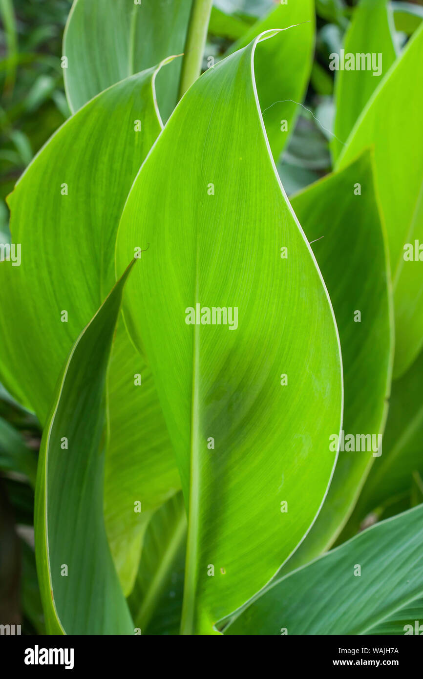 Feuille de canna Banque de photographies et d’images à haute résolution — free download
