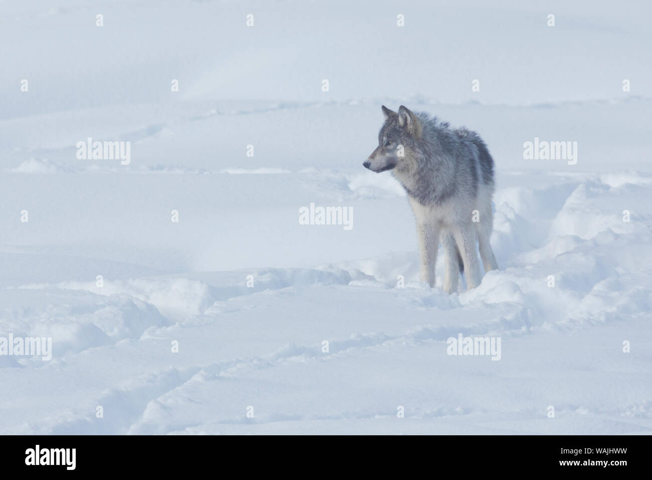 Loup gris Banque D'Images