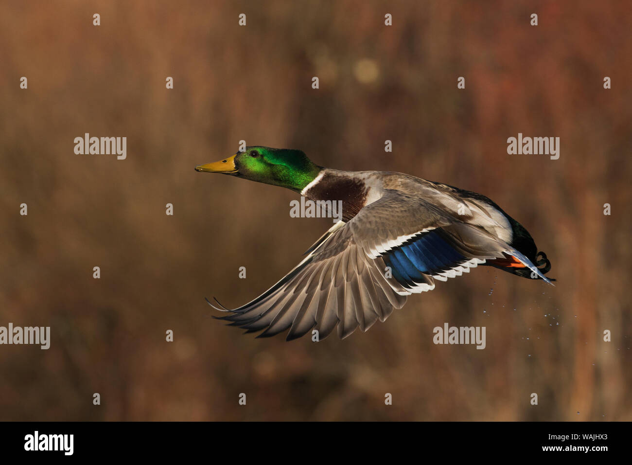 Mallard drake flying Banque D'Images