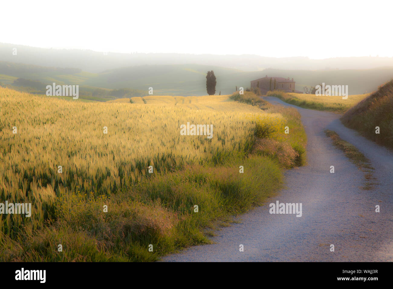 L'Europe, Italie, Val d'Orcia. Chemin de ferme. En tant que crédit : Jim Nilsen / Jaynes Gallery / DanitaDelimont.com Banque D'Images