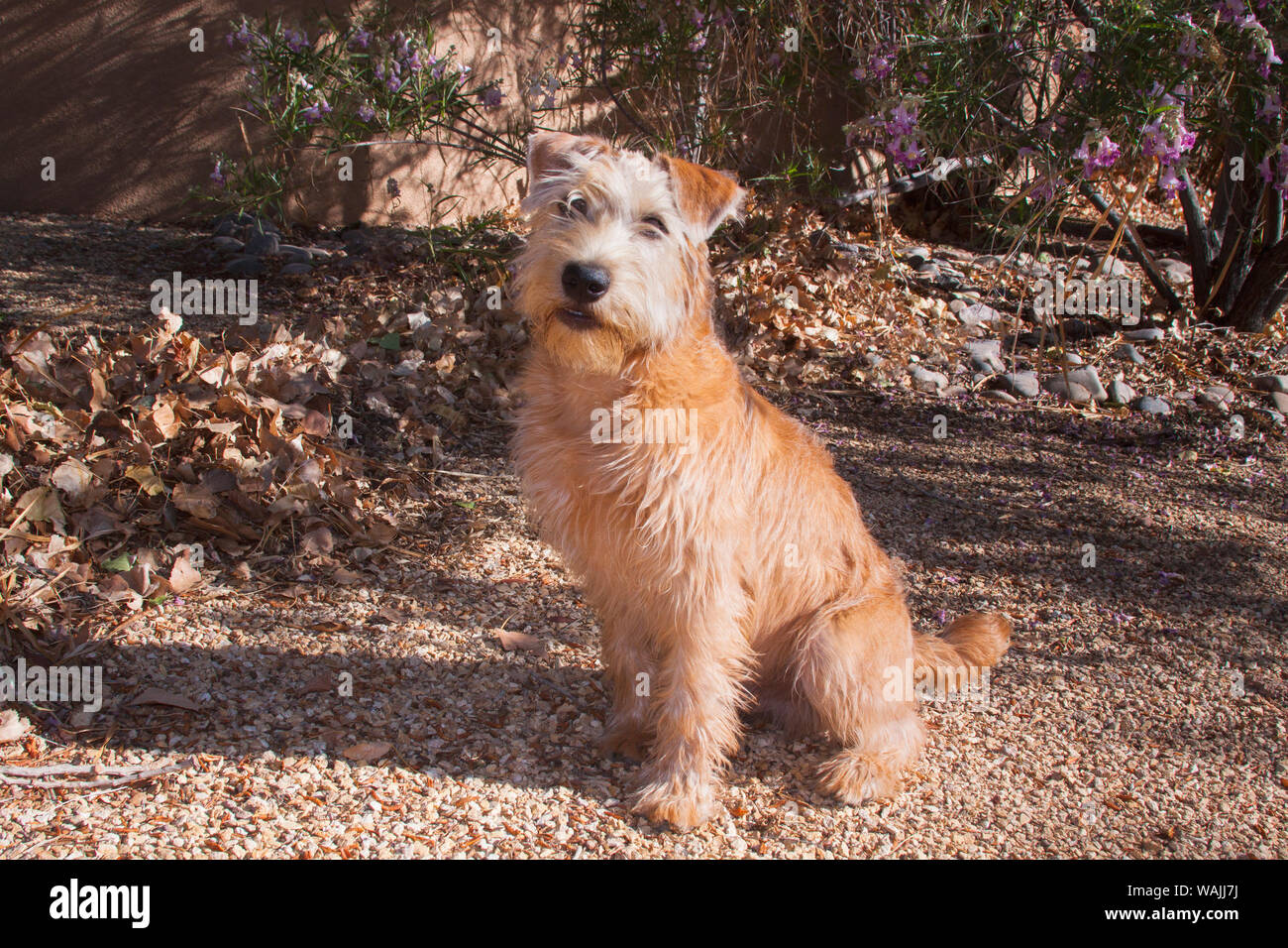 Wheaten Terrier assis (PR) Banque D'Images