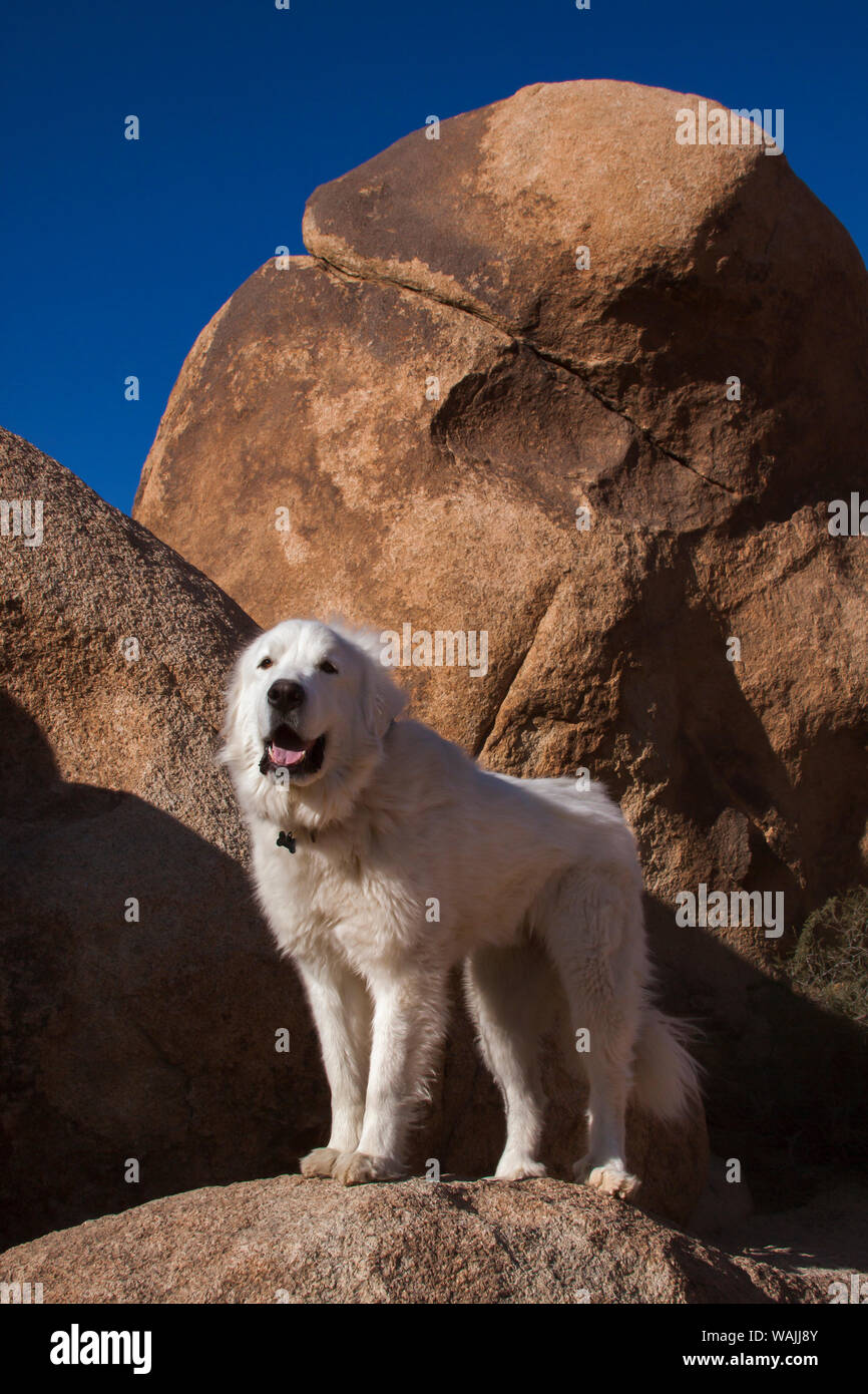 Great Pyrenees sur les rochers de granit. Banque D'Images