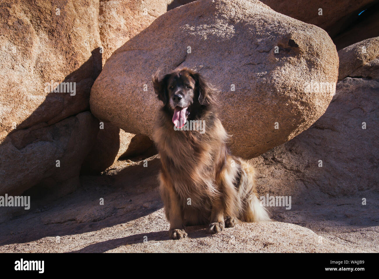 Sur les rochers de granit de Leonberg. Banque D'Images